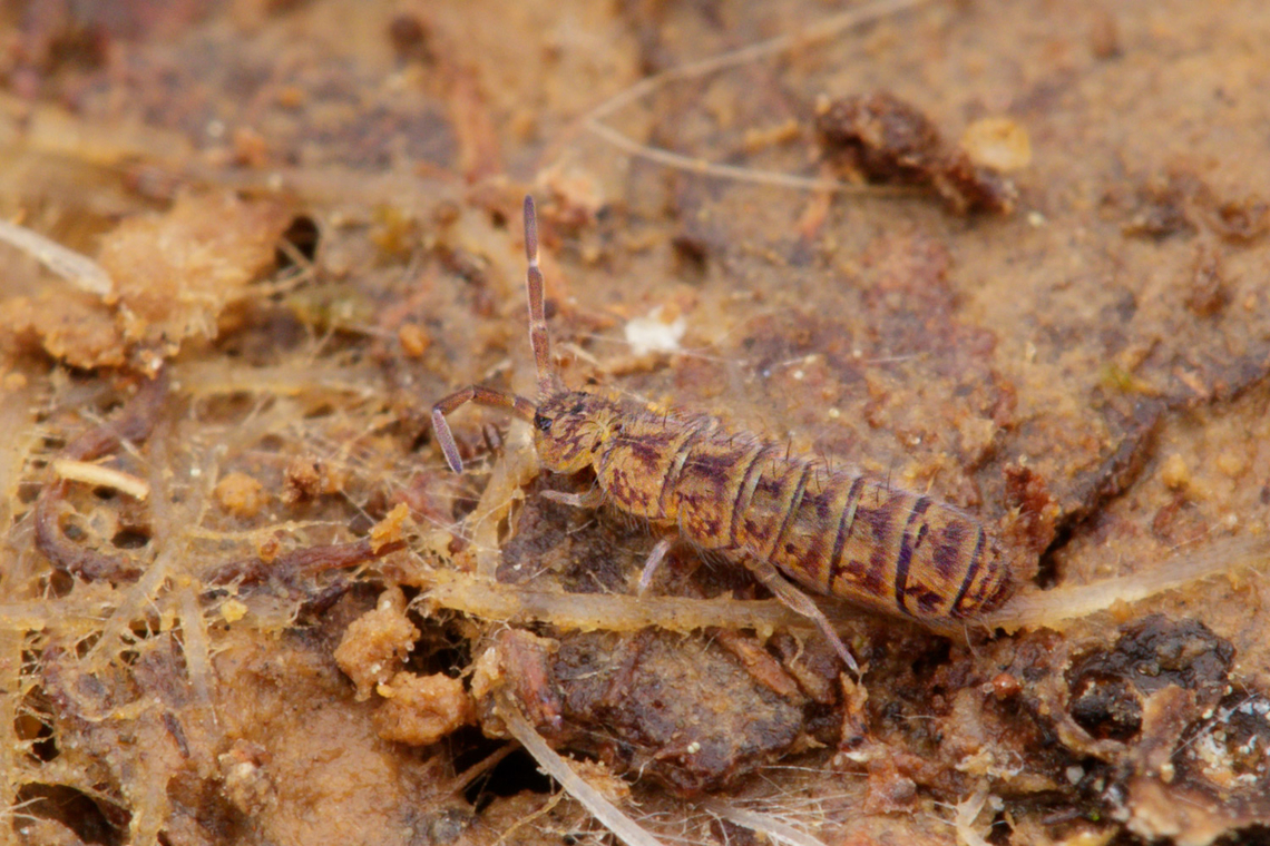 Isotoma delta Smooth Springtail Geotagged,Isotoma delta,Smooth Springtail,Spring,United States