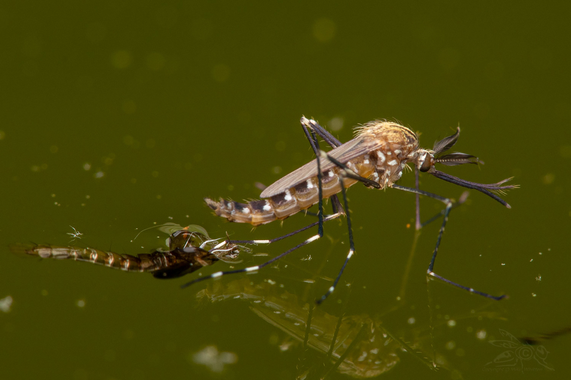 Aedes japonicus Asian Bush Mosquito, emerging Aedes japonicus,Asian Bush Mosquito,Geotagged,Spring,United States,emerging