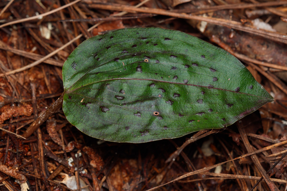 Tipularia discolor Cranefly Orchid Cranefly Orchid,Tipularia discolor,USA
