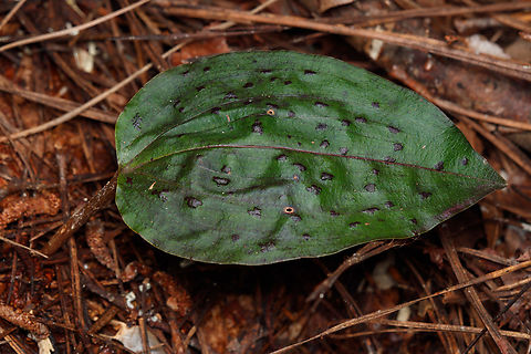 Tipularia discolor Cranefly Orchid Cranefly Orchid,Tipularia discolor,USA