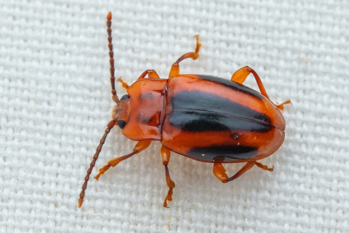 Aphorista vittata Aphorista vittata is a species of handsome fungus beetle in the family Endomychidae.  Aphorista vittata,Geotagged,Summer,United States,handsome fungus beetle