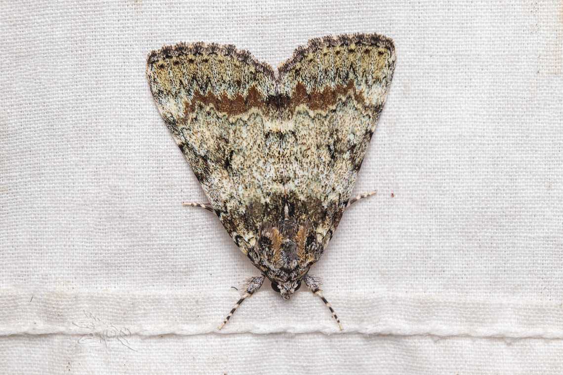 Catocala connubialis Connubial underwing Catocala connubialis,Connubial underwing,Lepidoptera,USA,moth