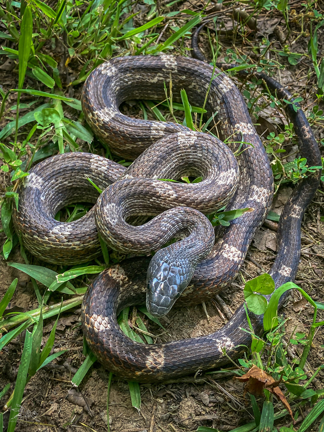 Pantherophis spiloides Gray Ratsnake<br />
<figure class="photo"><a href="https://www.jungledragon.com/image/150059/pantherophis_spiloides.html" title="Pantherophis spiloides"><img src="https://s3.amazonaws.com/media.jungledragon.com/images/4526/150059_thumb.jpg?AWSAccessKeyId=05GMT0V3GWVNE7GGM1R2&Expires=1759968010&Signature=HLYhKfA73b1M7sXlMVK7R%2B7OokU%3D" width="114" height="152" alt="Pantherophis spiloides Gray Ratsnake<br />
https://www.jungledragon.com/image/150058/pantherophis_spiloides.html<br />
https://www.jungledragon.com/image/150060/pantherophis_spiloides.html Gray ratsnake,Pantherophis spiloides" /></a></figure><br />
<figure class="photo"><a href="https://www.jungledragon.com/image/150060/pantherophis_spiloides.html" title="Pantherophis spiloides"><img src="https://s3.amazonaws.com/media.jungledragon.com/images/4526/150060_thumb.jpg?AWSAccessKeyId=05GMT0V3GWVNE7GGM1R2&Expires=1759968010&Signature=nTYHd1fuv36LWSpIkbB1BwdJd60%3D" width="114" height="152" alt="Pantherophis spiloides Gray ratsnake<br />
https://www.jungledragon.com/image/150058/pantherophis_spiloides.html<br />
https://www.jungledragon.com/image/150059/pantherophis_spiloides.html Gray ratsnake,Pantherophis spiloides" /></a></figure> Gray ratsnake,Pantherophis spiloides,USA,reptile,snake