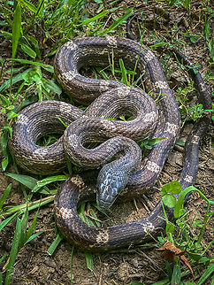 Pantherophis spiloides Gray Ratsnake
https://www.jungledragon.com/image/150059/pantherophis_spiloides.html
https://www.jungledragon.com/image/150060/pantherophis_spiloides.html Gray ratsnake,Pantherophis spiloides,USA,reptile,snake