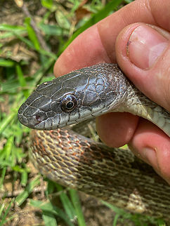 Pantherophis spiloides Gray Ratsnake
https://www.jungledragon.com/image/150058/pantherophis_spiloides.html
https://www.jungledragon.com/image/150060/pantherophis_spiloides.html Gray ratsnake,Pantherophis spiloides