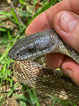 Pantherophis spiloides Gray Ratsnake<br />
https://www.jungledragon.com/image/150058/pantherophis_spiloides.html<br />
https://www.jungledragon.com/image/150060/pantherophis_spiloides.html Gray ratsnake,Pantherophis spiloides