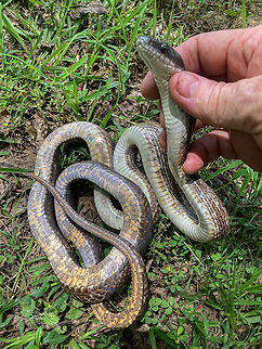 Pantherophis spiloides Gray ratsnake
https://www.jungledragon.com/image/150058/pantherophis_spiloides.html
https://www.jungledragon.com/image/150059/pantherophis_spiloides.html Gray ratsnake,Pantherophis spiloides