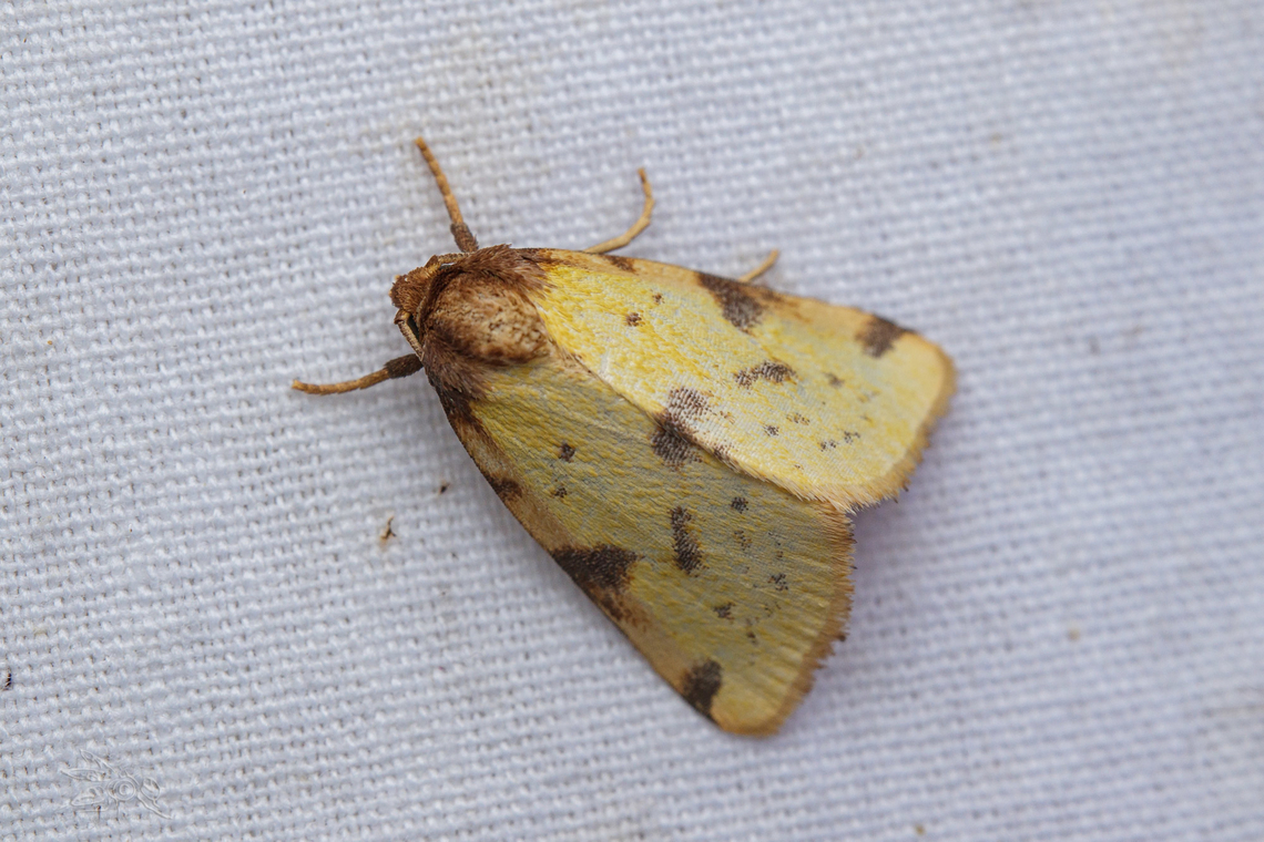 Azenia obtusa Obtuse Yellow Azenia obtusa,Lepidoptera,Moth,Obtuse Yellow moth,USA