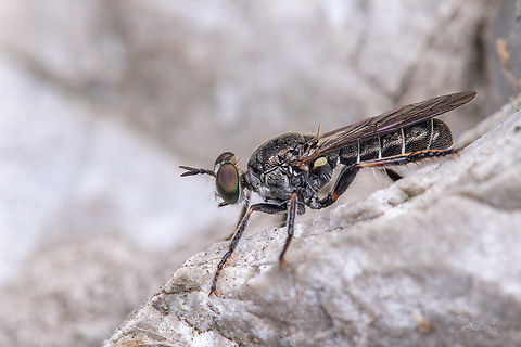 Atomosia puella a member of Robber Flies
https://www.jungledragon.com/image/150063/img_0291_1931_07062021.html Atomosia puella,Robber Flies