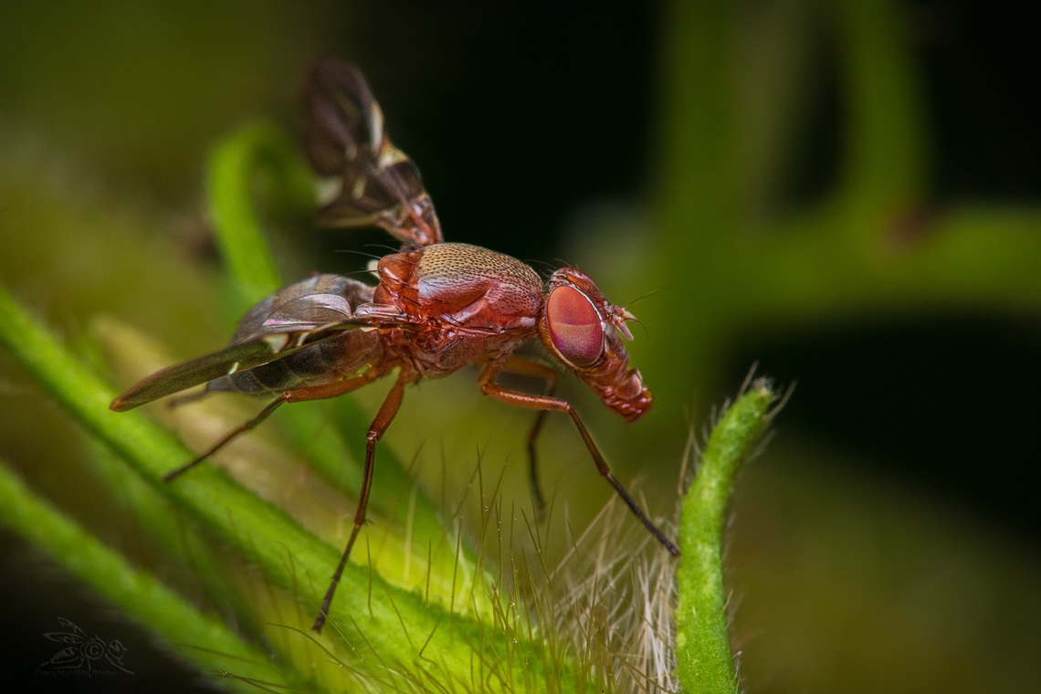 Delphinia picta, USA  Delphinia picta