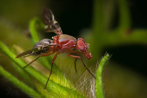 Delphinia picta, USA  Delphinia picta