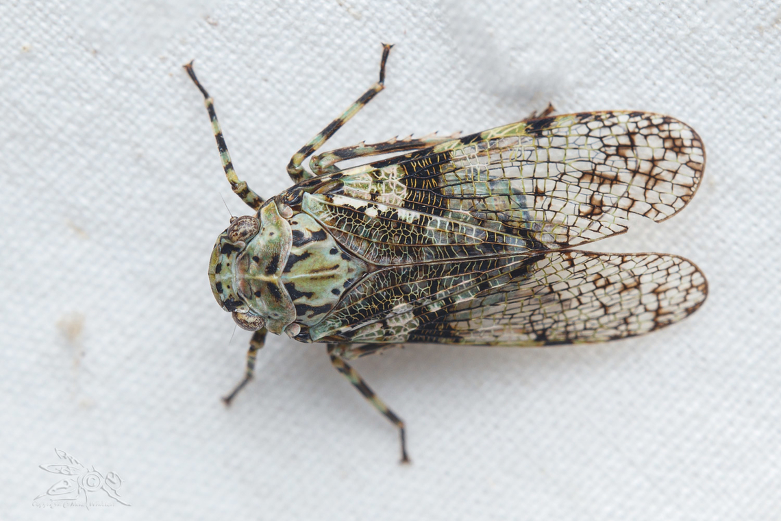 Calyptoproctus marmoratus Observed on a white sheet with a UV Light as attractant. <br />
<br />
Taxonomy<br />
Family: FULGORIDAE Subfamily: Poiocerinae Tribe: Poiocerini <br />
Taxonomic Author: Spinola, 1839<br />
Description: A very distinctive and recognizable species that is variable in color, with the body and anterior portions of the wings usually mottled with lichen-green, brown, and black coloration. The wings are reticulated with darker veins surrounding translucent wing cells; the base of the wings can show the lichen green and black color pattern found on the thorax. The head is not strongly produced, being rather flat with eyes narrower than the pronotum. The sides of the face are parallel, and the legs are relatively long, especially the hind legs. The ninth abdominal tergite of the female is elongate, usually hiding the tenth and eleventh tergite. Adults are about one inch in length and resemble small flattened cicadas. (UDEL) Calyptoproctus marmoratus,Family Fulgoridae