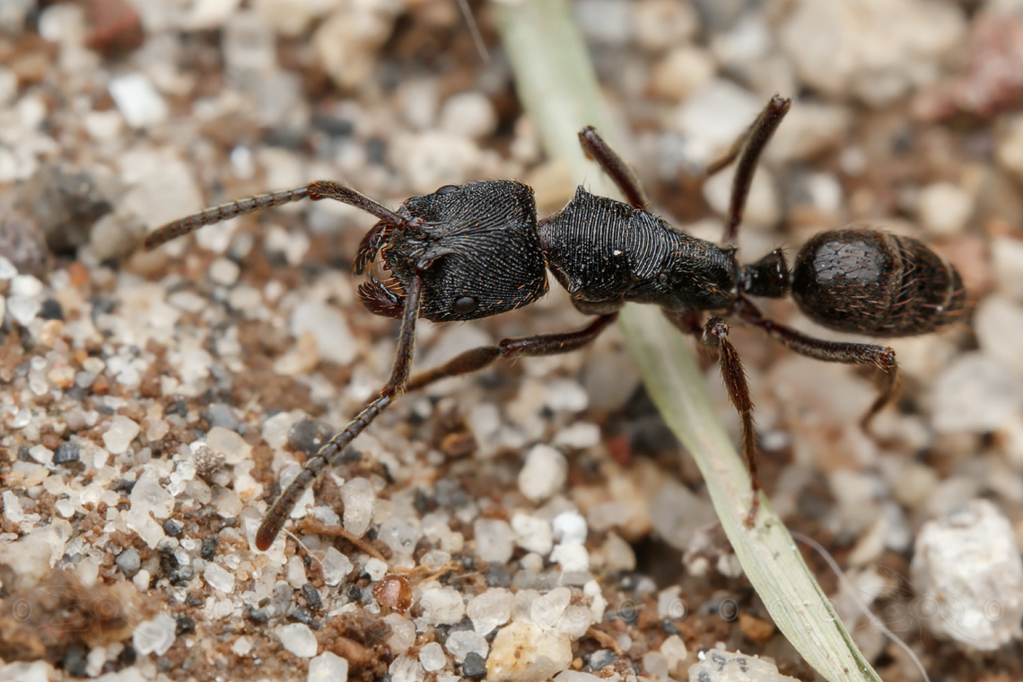 Odontoponera denticulata Odontoponera denticulata -a member of Typical Ponerine Ants (Tribe Ponerini)<br />
 Odontoponera denticulata,Ponerini,ant