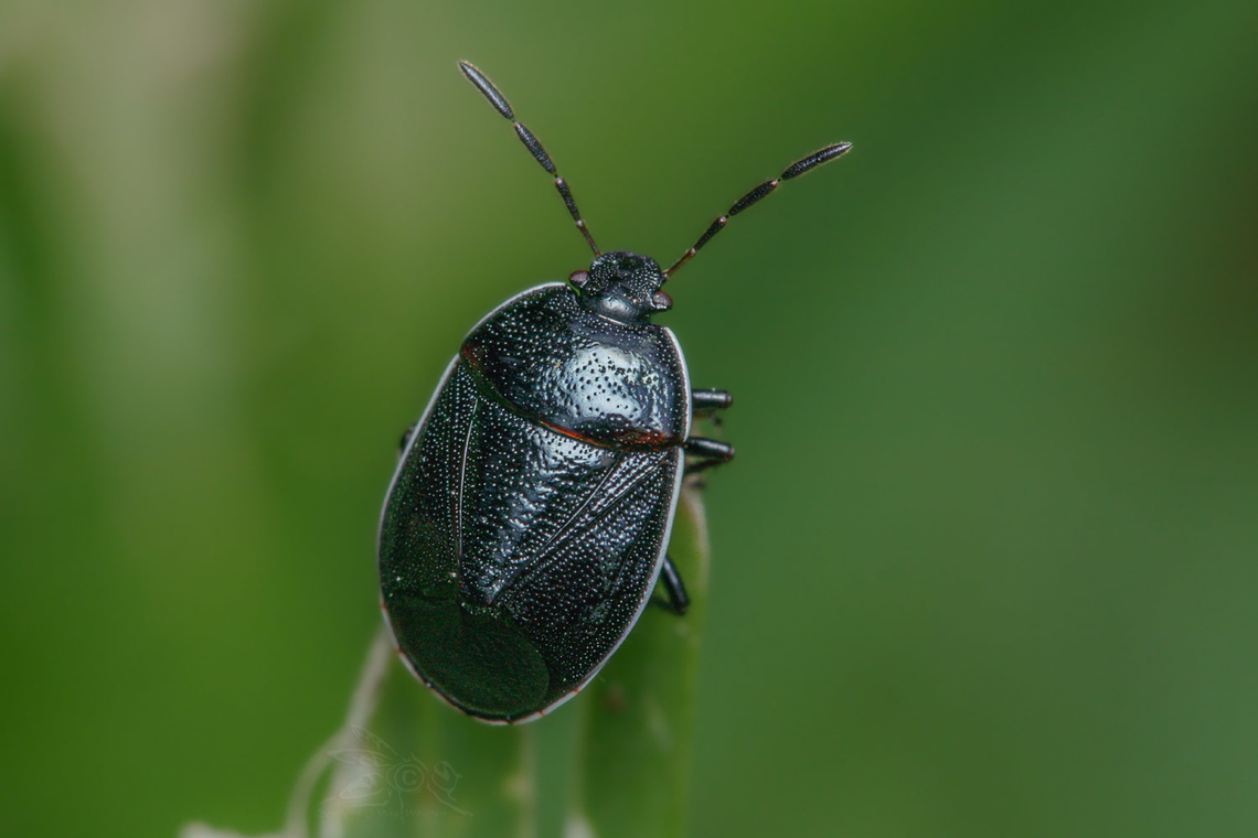 Sehirus cinctus White-margined Burrower Bug Geotagged,Sehirus cinctus,Spring,United States,White-margined Burrower Bug
