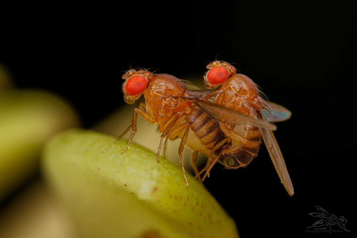 Drosophila simulans Similar Fruit Fly Drosophila simulans,Fall,Geotagged,United States
