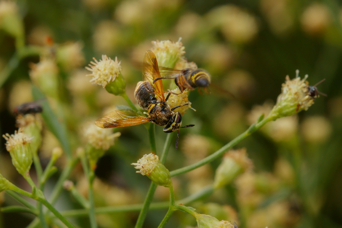 Hoplitimyia mutabilis a member of Soldier Flies (Family Stratiomyidae) Hoplitimyia mutabilis,Soldier Flies