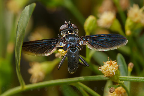 Trichopoda lanipes Observed on Baccharis halimifolia

Feather-legged Flies (Genus Trichopoda)
https://www.jungledragon.com/image/150083/trichopoda_lanipes.html
https://www.jungledragon.com/image/150084/img_8053_130022_103122_t7i_ak.html Feather-legged Flies,Genus Trichopoda,Trichopoda lanipes
