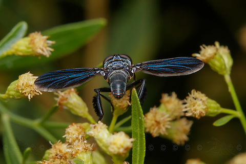 Trichopoda lanipes Observed on Baccharis halimifolia

Feather-legged Flies (Genus Trichopoda)
https://www.jungledragon.com/image/150082/trichopoda_lanipes.html
https://www.jungledragon.com/image/150084/img_8053_130022_103122_t7i_ak.html Feather-legged Flies,Genus Trichopoda,Trichopoda lanipes