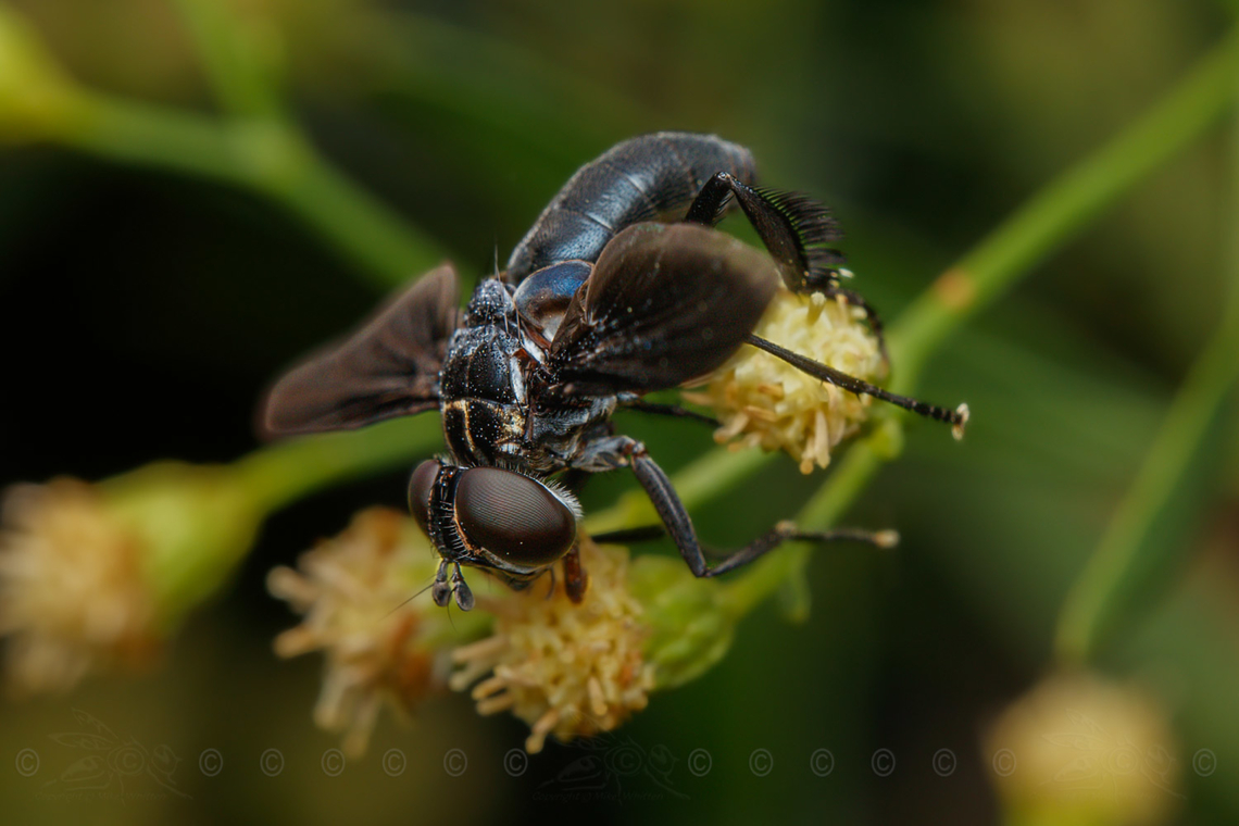 Trichopoda lanipes Observed on Baccharis halimifolia<br />
<br />
Feather-legged Flies (Genus Trichopoda)<br />
<figure class="photo"><a href="https://www.jungledragon.com/image/150083/trichopoda_lanipes.html" title="Trichopoda lanipes"><img src="https://s3.amazonaws.com/media.jungledragon.com/images/4526/150083_thumb.jpg?AWSAccessKeyId=05GMT0V3GWVNE7GGM1R2&Expires=1759968010&Signature=t8jLTfmLky64OOLGTkLnEasD2Zs%3D" width="200" height="134" alt="Trichopoda lanipes Observed on Baccharis halimifolia<br />
<br />
Feather-legged Flies (Genus Trichopoda)<br />
https://www.jungledragon.com/image/150082/trichopoda_lanipes.html<br />
https://www.jungledragon.com/image/150084/img_8053_130022_103122_t7i_ak.html Feather-legged Flies,Genus Trichopoda,Trichopoda lanipes" /></a></figure><br />
<figure class="photo"><a href="https://www.jungledragon.com/image/150082/trichopoda_lanipes.html" title="Trichopoda lanipes"><img src="https://s3.amazonaws.com/media.jungledragon.com/images/4526/150082_thumb.jpg?AWSAccessKeyId=05GMT0V3GWVNE7GGM1R2&Expires=1759968010&Signature=LimsxvIRhrtV6%2FHKKF1zWwuOMlI%3D" width="200" height="134" alt="Trichopoda lanipes Observed on Baccharis halimifolia<br />
<br />
Feather-legged Flies (Genus Trichopoda)<br />
https://www.jungledragon.com/image/150083/trichopoda_lanipes.html<br />
https://www.jungledragon.com/image/150084/img_8053_130022_103122_t7i_ak.html Feather-legged Flies,Genus Trichopoda,Trichopoda lanipes" /></a></figure> Feather-legged Flies,Genus Trichopoda,Trichopoda lanipes