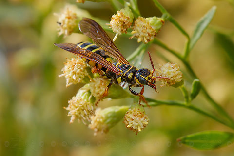 Myzinum quinquecinctum Five-banded Thynnid Wasp
https://www.jungledragon.com/image/150086/myzinum_quinquecinctum.html
https://www.jungledragon.com/image/150087/img_7968_122944_103122_t7i_ak.html Five-banded Thynnid Wasp,Myzinum quinquecinctum,USA