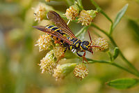 Myzinum quinquecinctum Five-banded Thynnid Wasp<br />
https://www.jungledragon.com/image/150086/myzinum_quinquecinctum.html<br />
https://www.jungledragon.com/image/150087/img_7968_122944_103122_t7i_ak.html Five-banded Thynnid Wasp,Myzinum quinquecinctum,USA