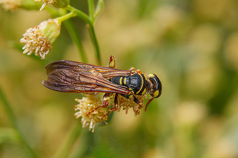 Myzinum quinquecinctum Five-banded Thynnid Wasp
https://www.jungledragon.com/image/150085/myzinum_quinquecinctum.html
https://www.jungledragon.com/image/150087/img_7968_122944_103122_t7i_ak.html Five-banded Thynnid Wasp,Myzinum quinquecinctum