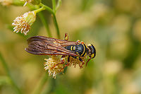 Myzinum quinquecinctum Five-banded Thynnid Wasp<br />
https://www.jungledragon.com/image/150085/myzinum_quinquecinctum.html<br />
https://www.jungledragon.com/image/150087/img_7968_122944_103122_t7i_ak.html Five-banded Thynnid Wasp,Myzinum quinquecinctum