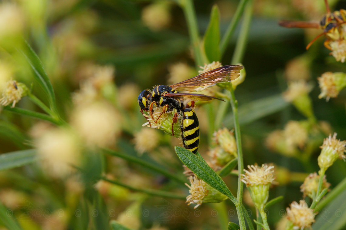 Myzinum quinquecinctum Five-banded Thynnid Wasp<br />
<figure class="photo"><a href="https://www.jungledragon.com/image/150085/myzinum_quinquecinctum.html" title="Myzinum quinquecinctum"><img src="https://s3.amazonaws.com/media.jungledragon.com/images/4526/150085_thumb.jpg?AWSAccessKeyId=05GMT0V3GWVNE7GGM1R2&Expires=1759968010&Signature=c%2FrGfoEi%2F9W5Q8f9obFhXzOgbRI%3D" width="200" height="134" alt="Myzinum quinquecinctum Five-banded Thynnid Wasp<br />
https://www.jungledragon.com/image/150086/myzinum_quinquecinctum.html<br />
https://www.jungledragon.com/image/150087/img_7968_122944_103122_t7i_ak.html Five-banded Thynnid Wasp,Myzinum quinquecinctum,USA" /></a></figure><br />
<figure class="photo"><a href="https://www.jungledragon.com/image/150086/myzinum_quinquecinctum.html" title="Myzinum quinquecinctum"><img src="https://s3.amazonaws.com/media.jungledragon.com/images/4526/150086_thumb.jpg?AWSAccessKeyId=05GMT0V3GWVNE7GGM1R2&Expires=1759968010&Signature=ZdaBe0LmUnsGKaDwIVRS8aRHS4g%3D" width="200" height="134" alt="Myzinum quinquecinctum Five-banded Thynnid Wasp<br />
https://www.jungledragon.com/image/150085/myzinum_quinquecinctum.html<br />
https://www.jungledragon.com/image/150087/img_7968_122944_103122_t7i_ak.html Five-banded Thynnid Wasp,Myzinum quinquecinctum" /></a></figure> Five-banded Thynnid Wasp,Myzinum quinquecinctum