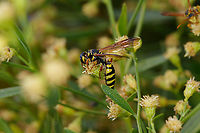 Myzinum quinquecinctum Five-banded Thynnid Wasp<br />
https://www.jungledragon.com/image/150085/myzinum_quinquecinctum.html<br />
https://www.jungledragon.com/image/150086/myzinum_quinquecinctum.html Five-banded Thynnid Wasp,Myzinum quinquecinctum