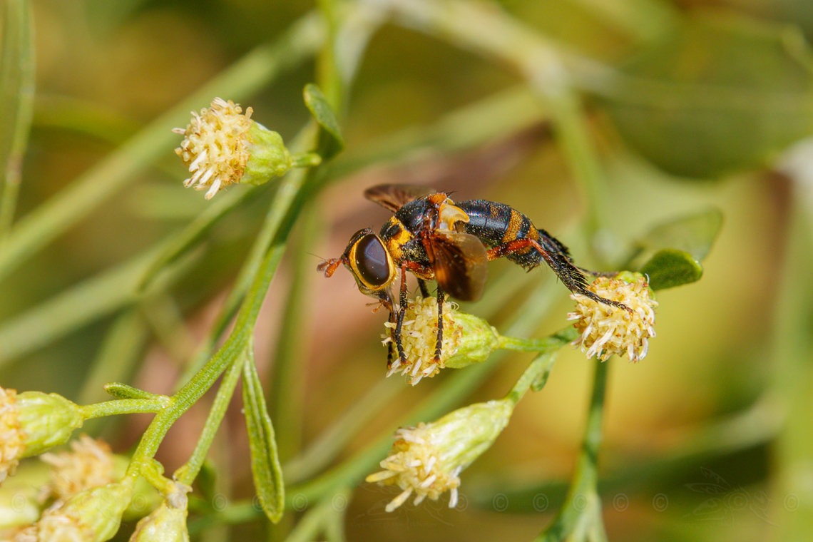 Trichopoda plumipes a member of Bristle Flies (Family Tachinidae) Bristle Flies,Family Tachinidae,Trichopoda plumipes,USA