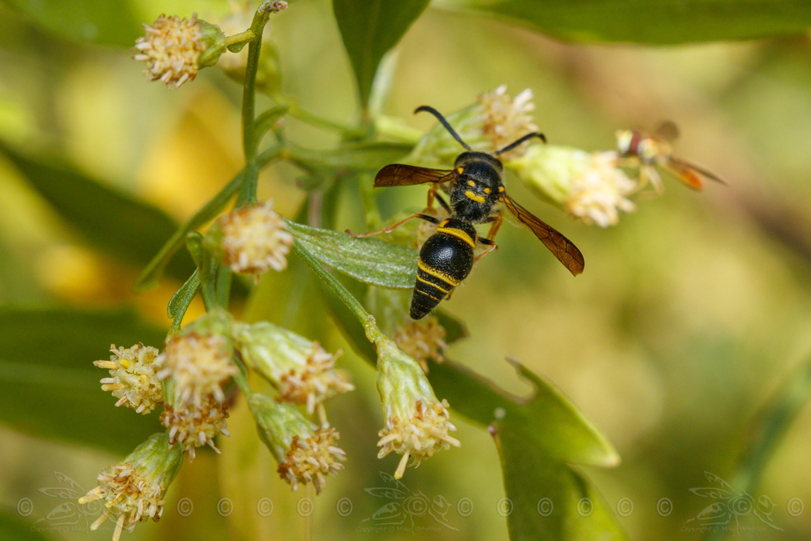 Ancistrocerus campestris Smiling Mason Wasp<br />
Quickly identified by the coloration on the rear of its thorax which is reminiscent of a smiley face. Preys on the caterpillars of Amphisbatidae and Gelechiidae.  Ancistrocerus campestris,Smiling Mason Wasp