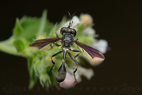 Physocephala tibialis Common Eastern Physocephala

P. tibialis can often be found near flowering plants, likely due to the presence of host species pollinating nearby plants. They have not been seen to prefer specific species of plants, and attack host species at a variety of different flowering plants. Common Eastern Physocephala,Physocephala tibialis