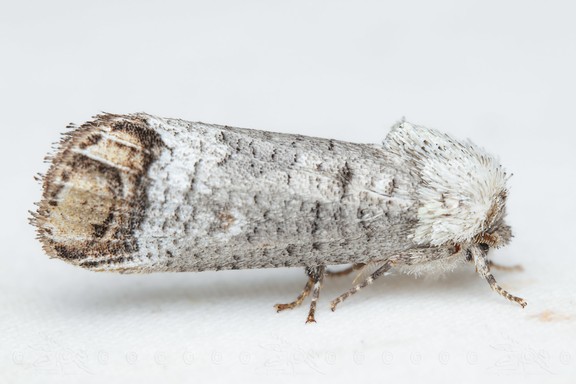 Cossula magnifica Pecan Carpenterworm Moth Cossula magnifica,Pecan Carpenterworm Moth