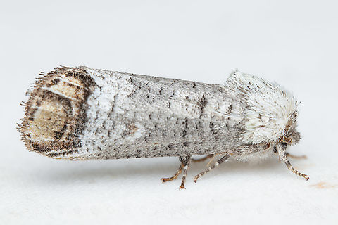 Cossula magnifica Pecan Carpenterworm Moth Cossula magnifica,Pecan Carpenterworm Moth