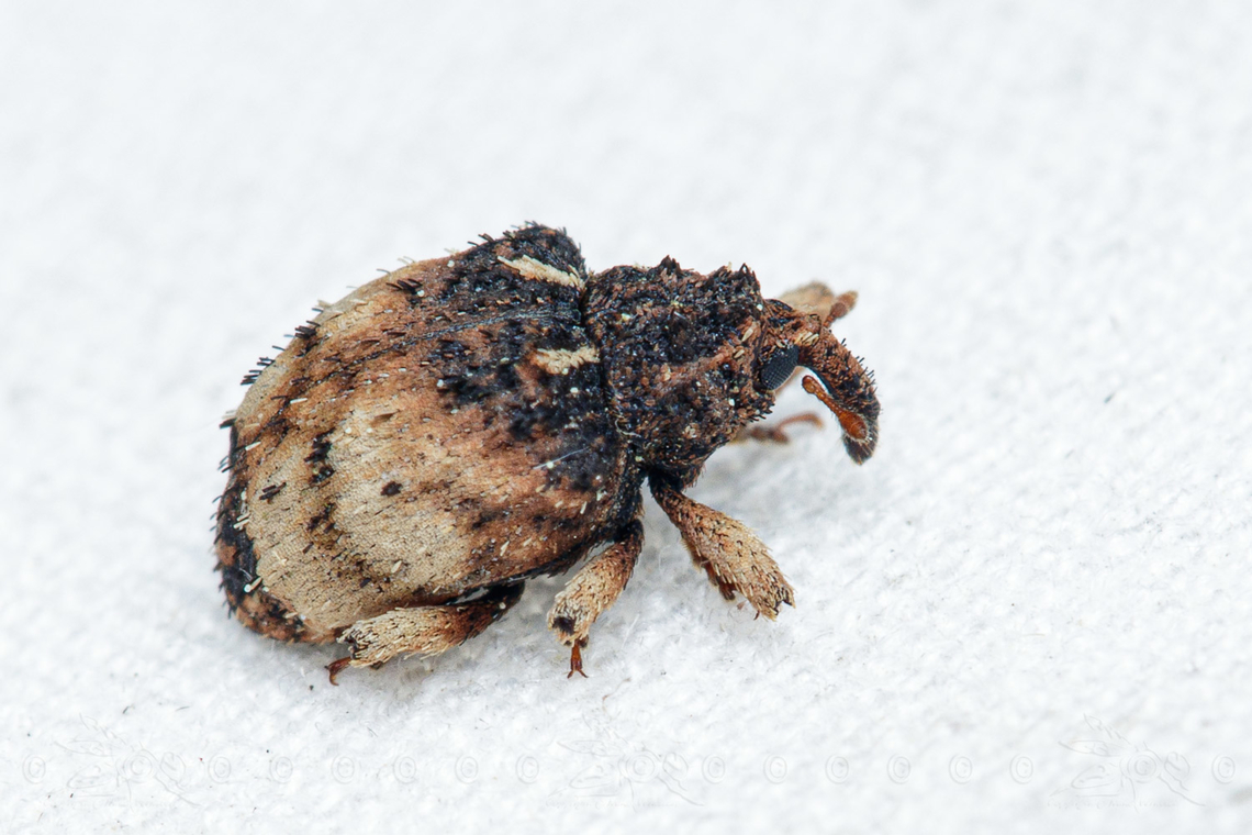 Phyrdenus divergens a species of hidden snout weevil Hidden snout weevil,Phyrdenus divergens
