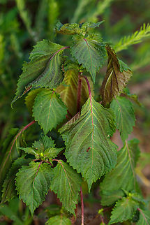 Perilla frutescens Korean perilla Korean perilla,Perilla  frutescens