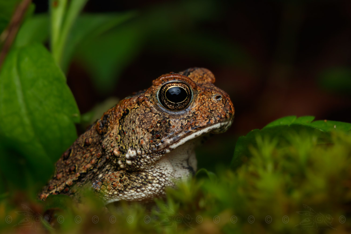 Anaxyrus fowleri Fowlers toad<br />
<br />
<figure class="photo"><a href="https://www.jungledragon.com/image/150095/anaxyrus_fowleri.html" title="Anaxyrus fowleri"><img src="https://s3.amazonaws.com/media.jungledragon.com/images/4526/150095_thumb.jpg?AWSAccessKeyId=05GMT0V3GWVNE7GGM1R2&Expires=1767225610&Signature=t%2FZhmMjhsMJKj1emBmUi5Z4CDX4%3D" width="200" height="134" alt="Anaxyrus fowleri Fowlers toad<br />
<br />
https://www.jungledragon.com/image/150094/anaxyrus_fowleri.html Anaxyrus fowleri,Fowlers toad" /></a></figure> Anaxyrus fowleri,Fowlers toad