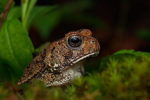 Anaxyrus fowleri Fowlers toad

https://www.jungledragon.com/image/150095/anaxyrus_fowleri.html Anaxyrus fowleri,Fowlers toad