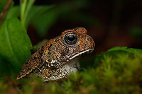 Anaxyrus fowleri Fowlers toad<br />
<br />
https://www.jungledragon.com/image/150095/anaxyrus_fowleri.html Anaxyrus fowleri,Fowlers toad