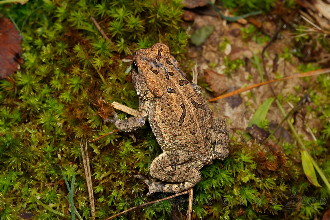 Anaxyrus fowleri Fowlers toad<br />
<br />
<figure class="photo"><a href="https://www.jungledragon.com/image/150094/anaxyrus_fowleri.html" title="Anaxyrus fowleri"><img src="https://s3.amazonaws.com/media.jungledragon.com/images/4526/150094_thumb.jpg?AWSAccessKeyId=05GMT0V3GWVNE7GGM1R2&Expires=1759968010&Signature=1hXUXuxDTAaSfnViEsTxdtwB978%3D" width="200" height="134" alt="Anaxyrus fowleri Fowlers toad<br />
<br />
https://www.jungledragon.com/image/150095/anaxyrus_fowleri.html Anaxyrus fowleri,Fowlers toad" /></a></figure> Anaxyrus fowleri,Fowlers toad