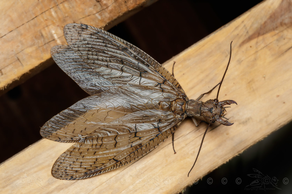 Corydalus cornutus Eastern Dobsonfly<br />
<figure class="photo"><a href="https://www.jungledragon.com/image/150097/corydalus_cornutus.html" title="Corydalus cornutus"><img src="https://s3.amazonaws.com/media.jungledragon.com/images/4526/150097_thumb.jpg?AWSAccessKeyId=05GMT0V3GWVNE7GGM1R2&Expires=1769040010&Signature=%2B8LqpRe5luzSvRXU7Wtq4HUwxoQ%3D" width="200" height="134" alt="Corydalus cornutus Eastern Dobsonfly<br />
https://www.jungledragon.com/image/150096/corydalus_cornutus.html<br />
https://www.jungledragon.com/image/150098/corydalus_cornutus_-_head_close_up.html<br />
 Corydalus cornutus,Eastern Dobsonfly" /></a></figure><br />
<figure class="photo"><a href="https://www.jungledragon.com/image/150098/corydalus_cornutus_-_head_close_up.html" title="Corydalus cornutus - head close up"><img src="https://s3.amazonaws.com/media.jungledragon.com/images/4526/150098_thumb.jpg?AWSAccessKeyId=05GMT0V3GWVNE7GGM1R2&Expires=1769040010&Signature=Lq1i4BPmenNbwHFPpJqjLz3uzT4%3D" width="200" height="134" alt="Corydalus cornutus - head close up Eastern Dobsonfly - head close up<br />
https://www.jungledragon.com/image/150096/corydalus_cornutus.html<br />
https://www.jungledragon.com/image/150097/corydalus_cornutus.html Corydalus cornutus,Eastern Dobsonfly" /></a></figure> Corydalus cornutus,Eastern Dobsonfly