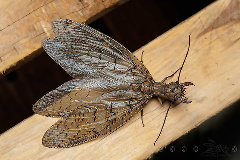 Corydalus cornutus Eastern Dobsonfly
https://www.jungledragon.com/image/150097/corydalus_cornutus.html
https://www.jungledragon.com/image/150098/corydalus_cornutus_-_head_close_up.html Corydalus cornutus,Eastern Dobsonfly