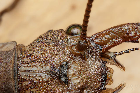 Corydalus cornutus - head close up Eastern Dobsonfly - head close up
https://www.jungledragon.com/image/150096/corydalus_cornutus.html
https://www.jungledragon.com/image/150097/corydalus_cornutus.html Corydalus cornutus,Eastern Dobsonfly