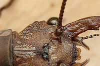 Corydalus cornutus - head close up Eastern Dobsonfly - head close up<br />
https://www.jungledragon.com/image/150096/corydalus_cornutus.html<br />
https://www.jungledragon.com/image/150097/corydalus_cornutus.html Corydalus cornutus,Eastern Dobsonfly
