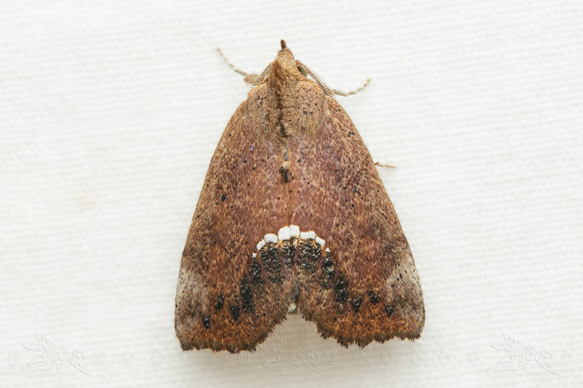 Hypsoropha hormos Small Necklace Moth Hypsoropha hormos,Small Necklace Moth