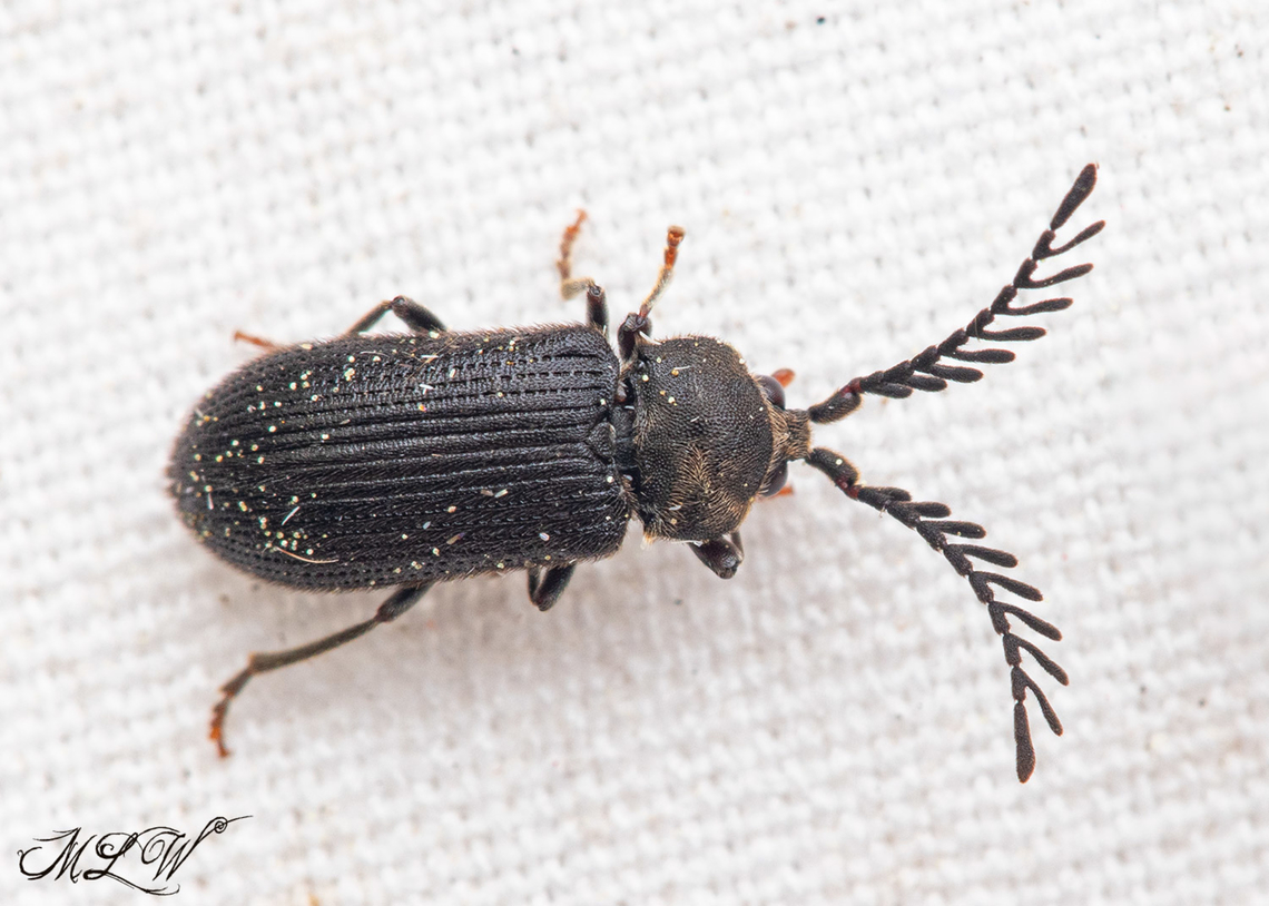 Cerophytum pulsator Eastern Rare Click Beetle Cerophytum pulsator,Eastern Rare Click Beetle