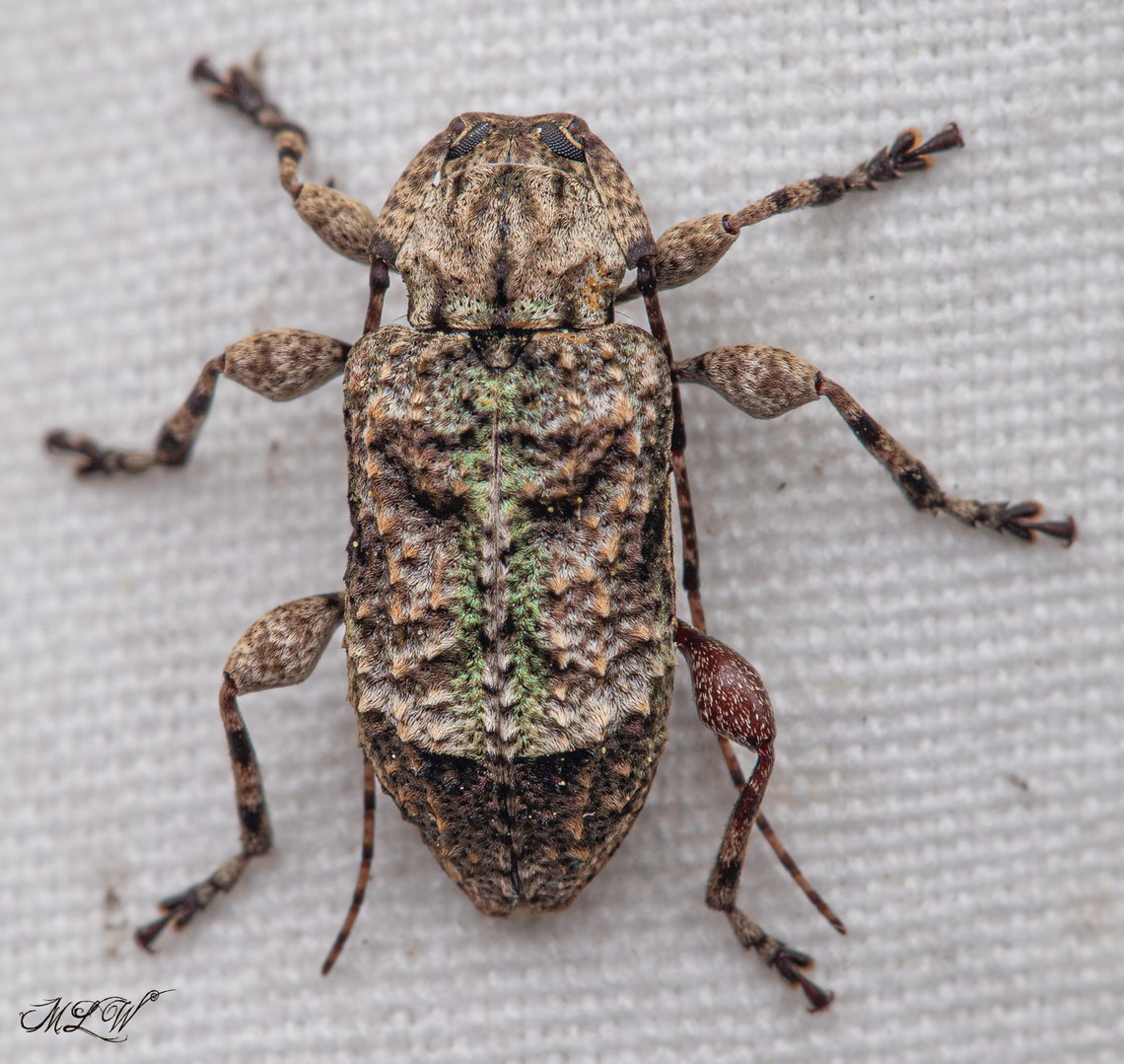 Leptostylus transversus a member of Flat-faced Longhorn Beetles Subfamily Lamiinae<br />
<figure class="photo"><a href="https://www.jungledragon.com/image/150110/leptostylus_transversus.html" title="Leptostylus transversus"><img src="https://s3.amazonaws.com/media.jungledragon.com/images/4526/150110_thumb.jpg?AWSAccessKeyId=05GMT0V3GWVNE7GGM1R2&Expires=1759968010&Signature=j6356rpfWIHvrhyjxRaasWD%2BjXg%3D" width="200" height="134" alt="Leptostylus transversus https://www.jungledragon.com/image/150109/leptostylus_transversus.html Leptostylus transversus" /></a></figure> Flat-faced Longhorn Beetles,Leptostylus transversus,Subfamily Lamiinae