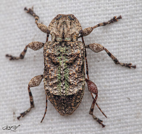 Leptostylus transversus a member of Flat-faced Longhorn Beetles Subfamily Lamiinae
https://www.jungledragon.com/image/150110/img_0367_035034_04162022.html Flat-faced Longhorn Beetles,Leptostylus transversus,Subfamily Lamiinae