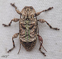 Leptostylus transversus a member of Flat-faced Longhorn Beetles Subfamily Lamiinae<br />
https://www.jungledragon.com/image/150110/img_0367_035034_04162022.html Flat-faced Longhorn Beetles,Leptostylus transversus,Subfamily Lamiinae