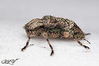 Leptostylus transversus https://www.jungledragon.com/image/150109/leptostylus_transversus.html Leptostylus transversus